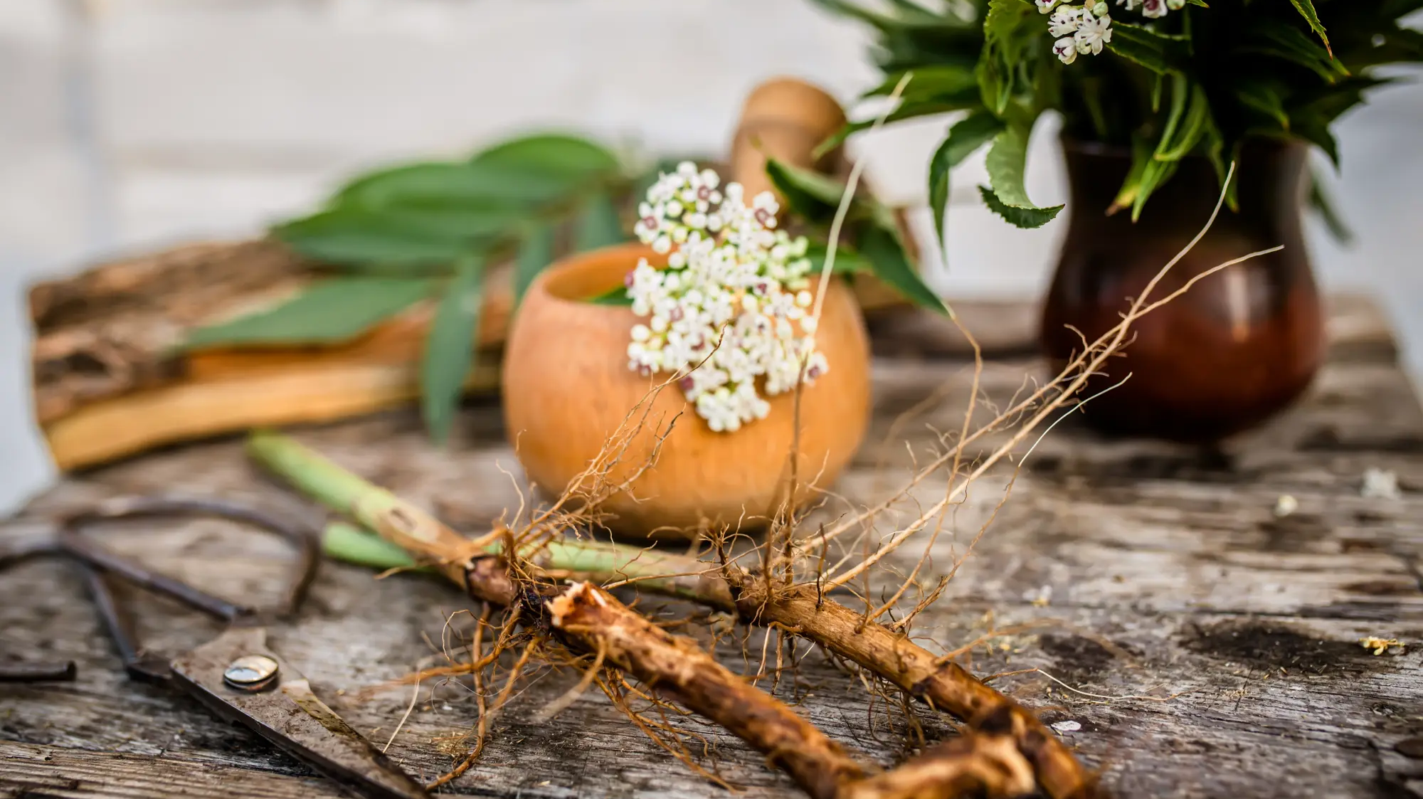 What Are Adaptogens and Why Ashwagandha Leads the Way