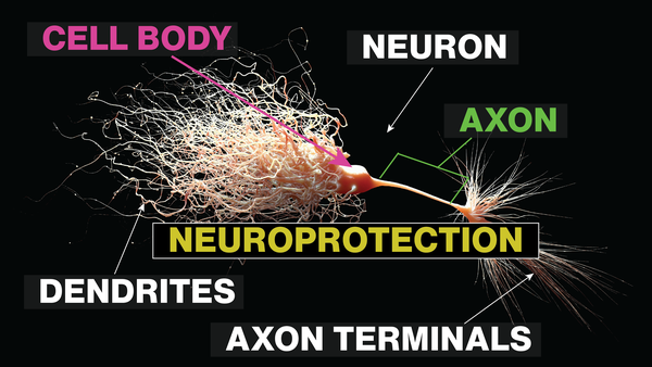 What is Neuroprotection? 5 Tips to Help Improve Neuronal Health