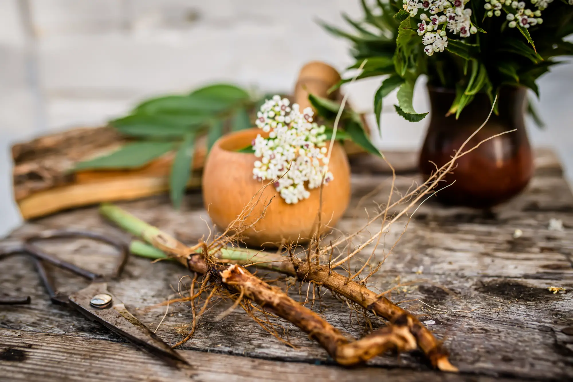What Are Adaptogens and Why Ashwagandha Leads the Way